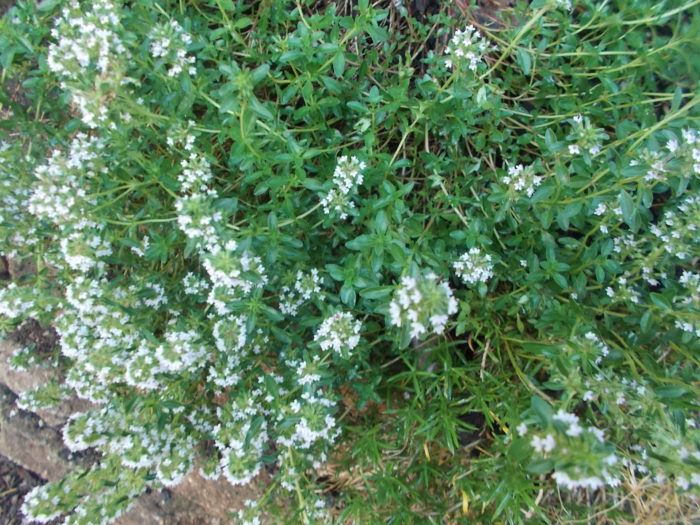 plants-that-repel-bugs